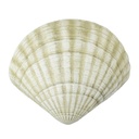 Aplique Decorativo Muro Dw Concha 60W E27